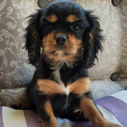 Cavalier King Charles Spaniel Puppies from C.H. Cavaliers
