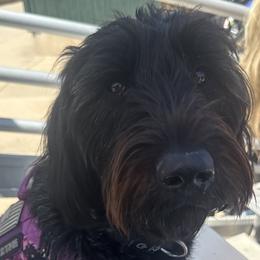 Luci - Labradoodle