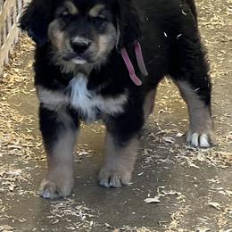 Female - female Golden Mountain Dog puppy in Tacoma, Washington from Canyon Meadows Farm