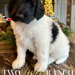 Snoopy - male Newfypoo puppy in Jackson, Missouri from Two Sisters Ranch, LLC