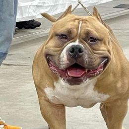 American Bullies from 816 Kansas City MO Bullyz