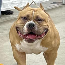 American Bullies from 816 Kansas City MO Bullyz