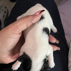 Girl 2 - White and black female Japanese Chin puppy in Connecticut from Lissette's pups chins and bullies