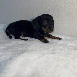 Dachshund Puppies from K9 Royal Club