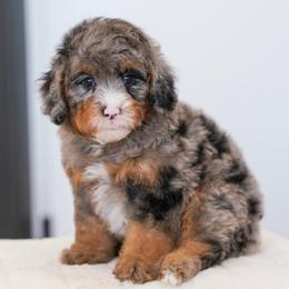 Owl - Blue merle female Bernedoodle puppy in Dundee, Ohio from Down Home Doodle