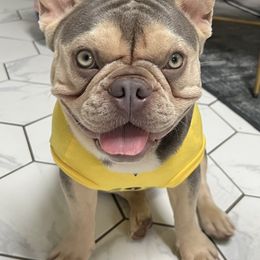 French Bulldog All Grown Up from Hudson Valley Frenchies