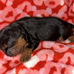 Boy 1 - Black and tan male Cavalier King Charles Spaniel puppy in Robbins, North Carolina from Jamie's Cavalier King Charles Spaniels