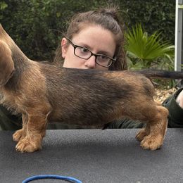 Dachshund Puppies from Passport Dachshunds