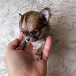 Sable boy - Black sabled fawn male Chihuahua puppy in Fargo, North Dakota from Wild Prairie Chihuahuas