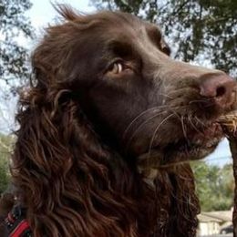 English Springer Spaniels from LeichtHouse Kennel