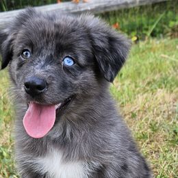 Miniature Australian Shepherds from Mountain Top Shepherd's