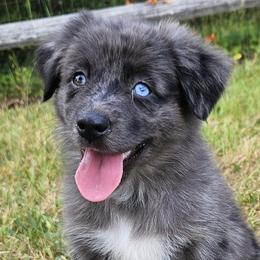 Miniature Australian Shepherds from Mountain Top Shepherd's