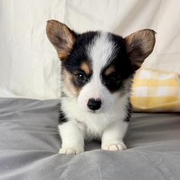 Blaze - Black and tan male Pembroke Welsh Corgi puppy in El Dorado Springs, Missouri from Trixie Dixie