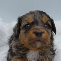 Assorted Doodle Crosses, Aussiedoodles, Australian Shepherds, and Miniature Australian Shepherds from North Lake Doodles