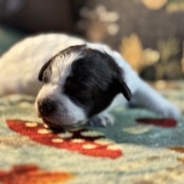 Girl 5 - female Lagotto Romagnolo puppy in Westlake, Oregon from Premier Truffles