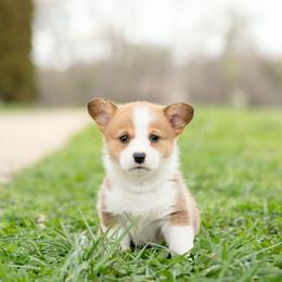 Yellow Collar Female- Goldilocks - Sable female Pembroke Welsh Corgi puppy in Waverly Hall, Georgia from 6g Ranch Corgis