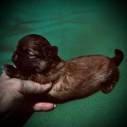 Callie - Gold female Shih Tzu puppy in North Central Oregon, Oregon from T-Amore Shih Tzu