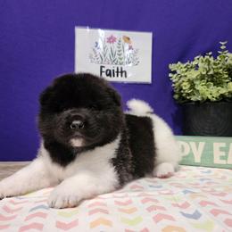 Faith - Black female Akita puppy in Chillicothe, Missouri from TLC Akitas
