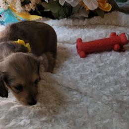 Dachshund Puppies from CLARK'S BREEDING PROGRAM