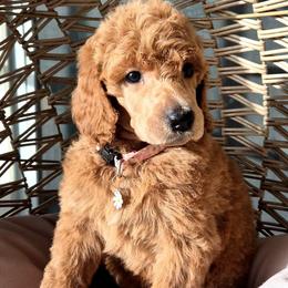 Vesta - Red  female Poodle puppy in El Paso, Texas from Paws Of Beauty