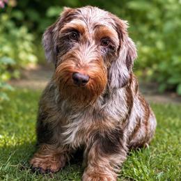Dachshunds from Kentucky Bluegrass Wirehair Dachshunds