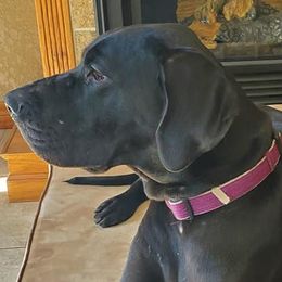 Great Danes from Waterfront Danes