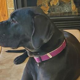 Great Danes from Waterfront Danes