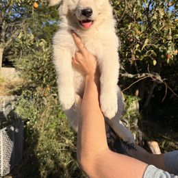 Purple Collar - White female German Shepherd puppy in Sylvania, Ohio from Mitso Shepherds