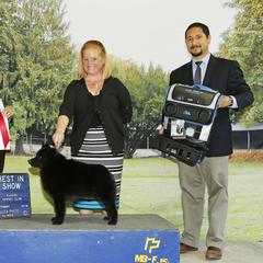 Schipperke All Grown Up from Safari Schipperkes