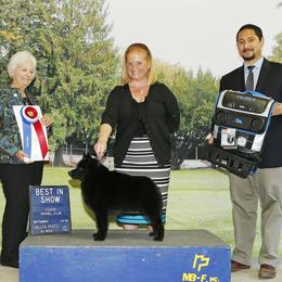Schipperke All Grown Up from Safari Schipperkes