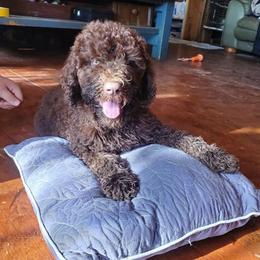 Poodles from Pleasant Valley Farm Poodles