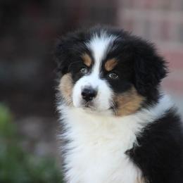 Trigger - Black tri-color male Australian Shepherd puppy in Circleville, Utah from Canyon Creek Aussies