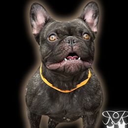Shula - French Bulldog