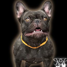 Shula - French Bulldog
