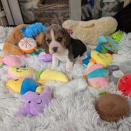 Gray - Black white and tan male Beagle puppy in Vallejo, California from Tailwindfarm