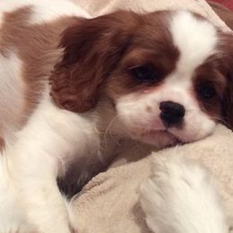 Cavalier King Charles Spaniel Puppies from Teresa Silva