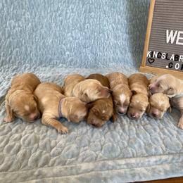 Australian Labradoodle Puppies from Kings Labradoodles