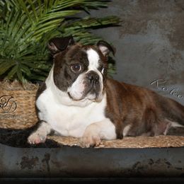 Koko - Boston Terrier