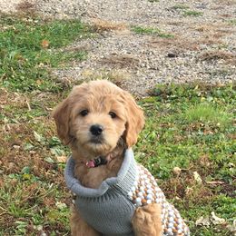 Goldendoodle and Golden Retriever Puppies from Utah Goldens