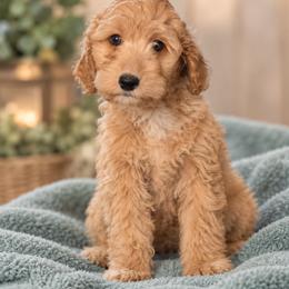 Hermes - Apricot male Goldendoodle puppy in Milton, Florida from Sutton Place Doodles