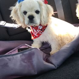 Cocker Spaniel Puppies from J and S Cocker Spaniels