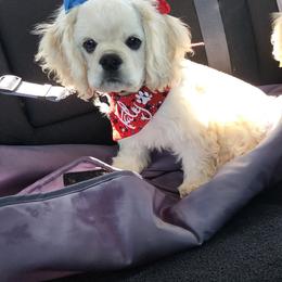 Cocker Spaniel Puppies from J and S Cocker Spaniels