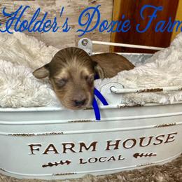 Louie - Cream male Dachshund puppy in Atwood, Oklahoma from Holder’s Doxie Farm