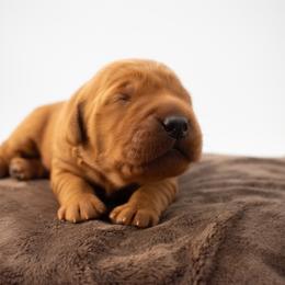 June Lilac Girl - Dark golden female Golden Retriever puppy in Lafayette, Alabama from Elm Hollow Golden Retrievers