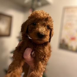 Marley - Red  Goldendoodle puppy in Bluefield, Virginia from Love on a Leash