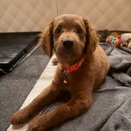 Saros - Red  male Goldendoodle puppy in Watertown, New York from True Friend Doodles