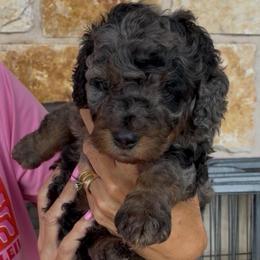 Cruz - Blue merle male Bernedoodle puppy in Millsap, Texas from Gaston’s Posh Poodles and Doodles