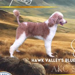 Rusty - Poodle