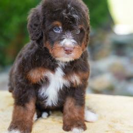Si - Chocolate merle male Bernedoodle puppy in Dundee, Ohio from Down Home Doodle