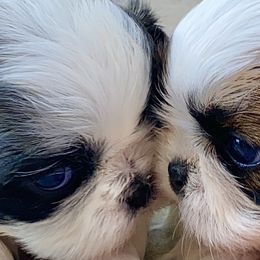 Shih Tzu Puppies from Willow Lane Shih Tzus